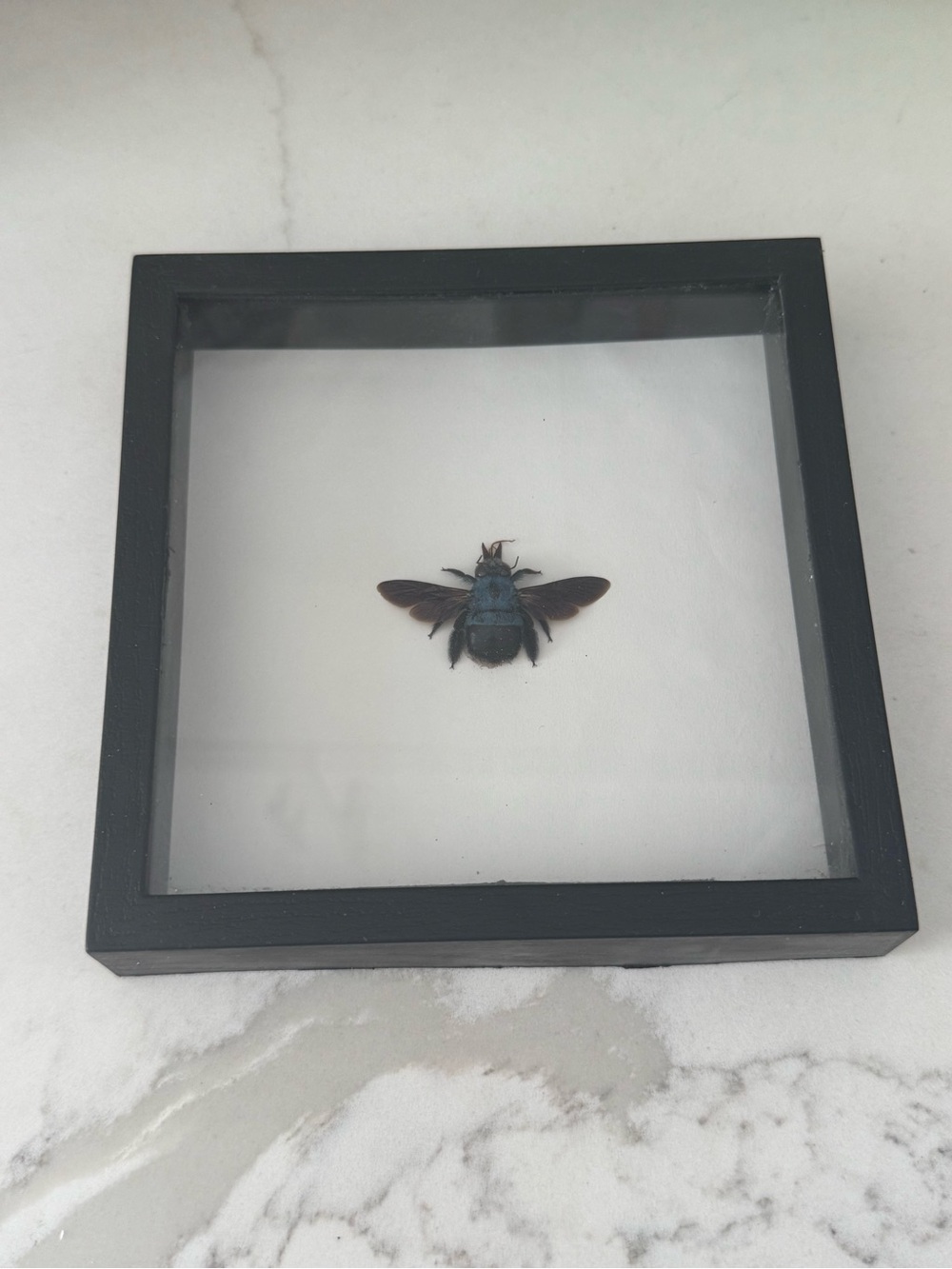 Black Framed Insect Shadow Box Wall Accent